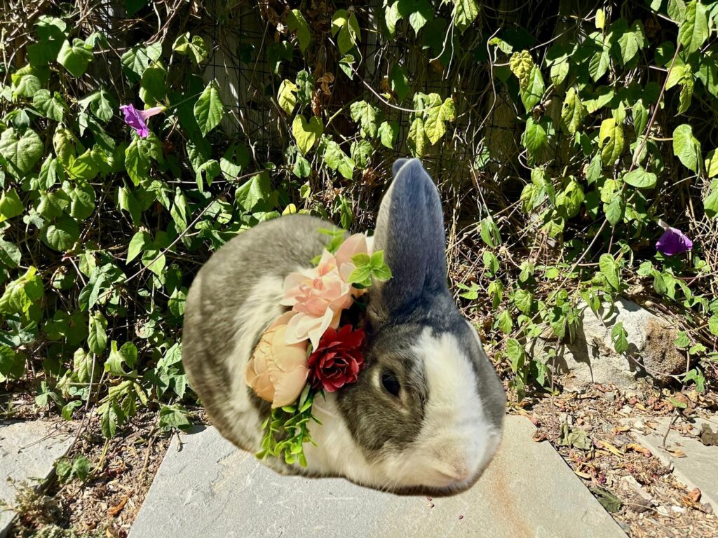picture of a bunny with flowers who is a pet of kelsey herrick and the featured image for the article about designing a pet friendly home