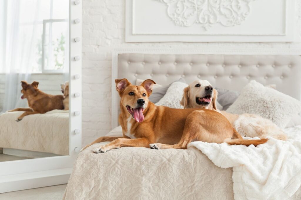 two dogs sitting on a luxurious bed with white and cream textiles and with blankets
